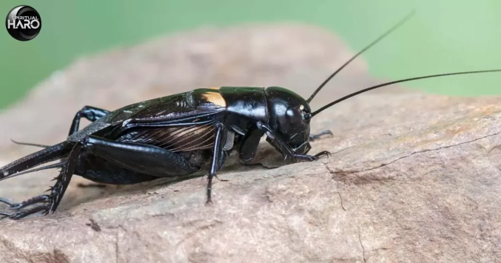 Black Cricket Spiritual Meaning