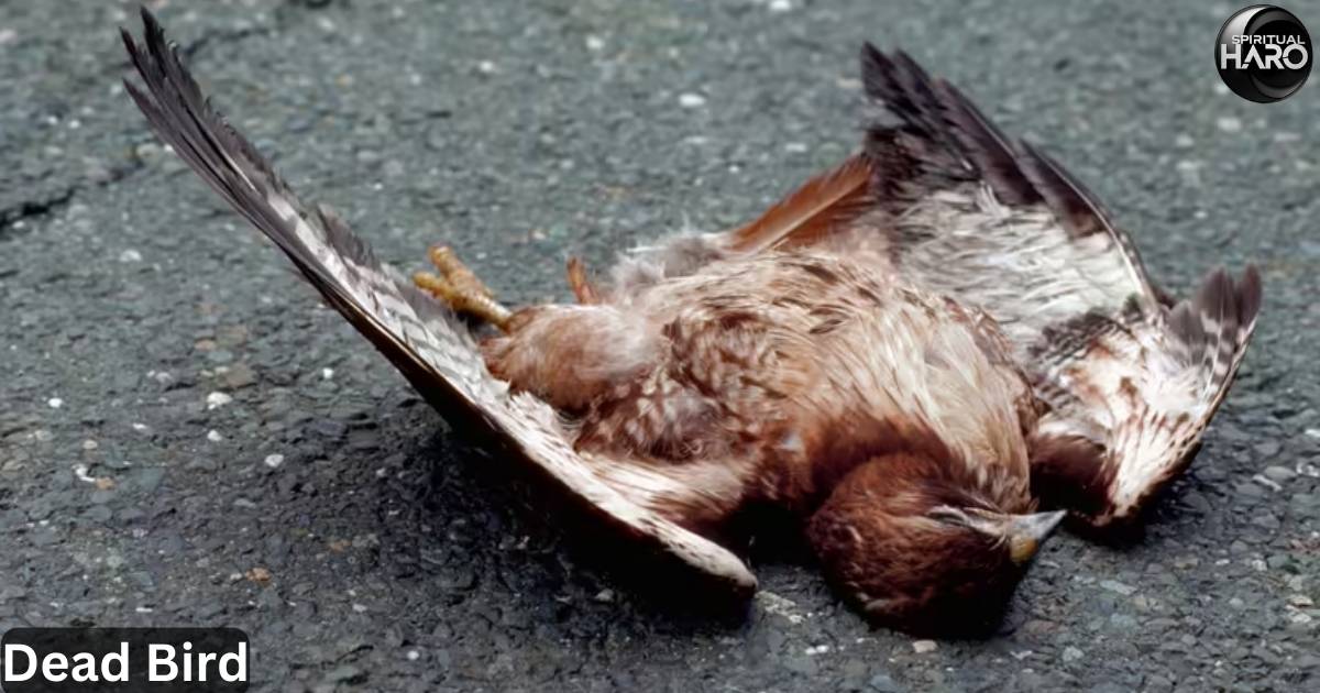 Dead Bird