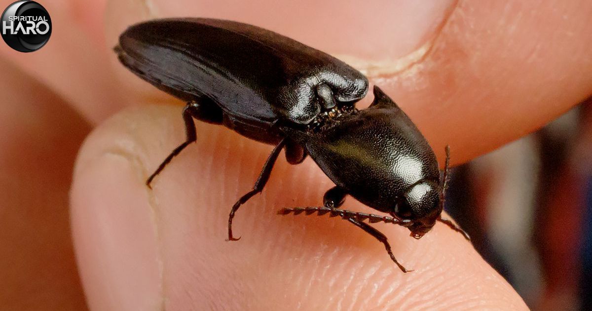 Spiritual Meaning of Black Beetles