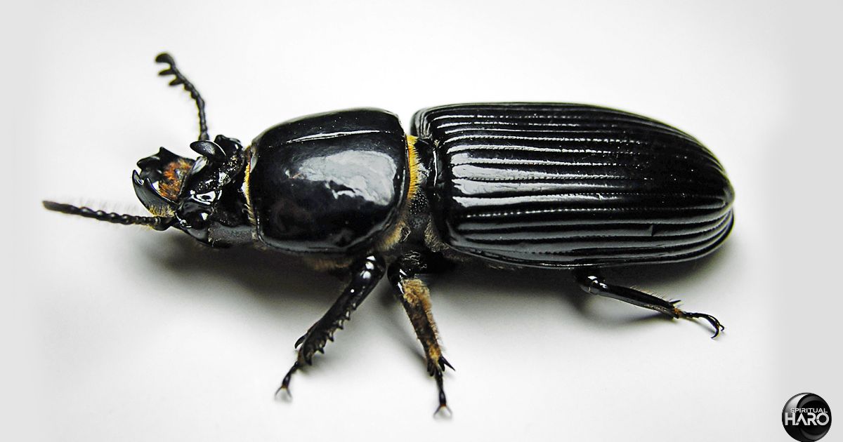 The Significance of a Black Beetle Landing on You