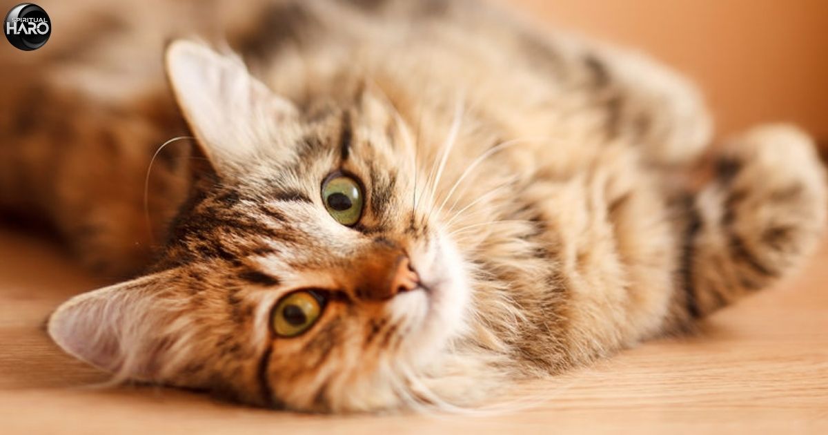 10 Dark Spiritual Meanings of Hearing a Cat Cry