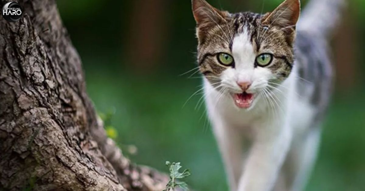 10 Dark Spiritual Meanings of Hearing a Cat Cry