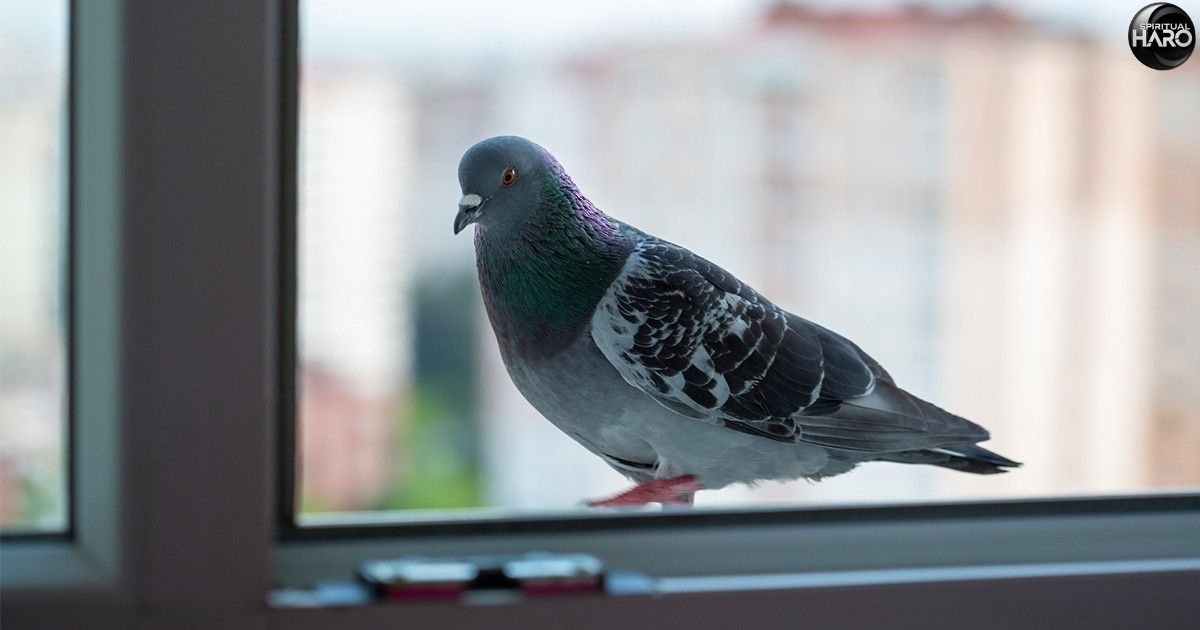 Bird Keeps Flying Into Window