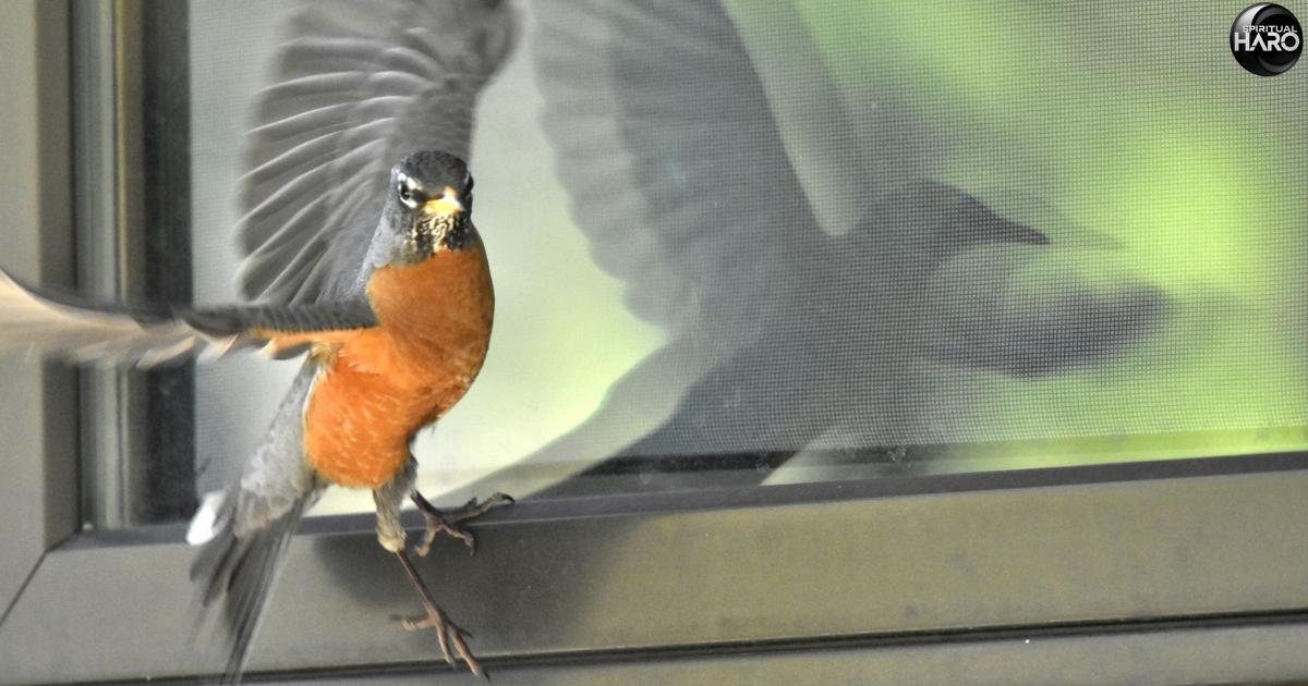 Bird Keeps Flying Into Window