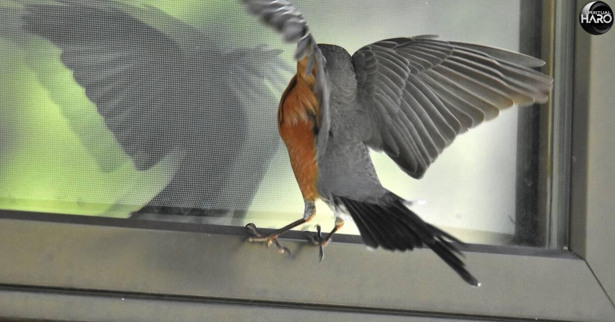 Bird Keeps Flying Into Window