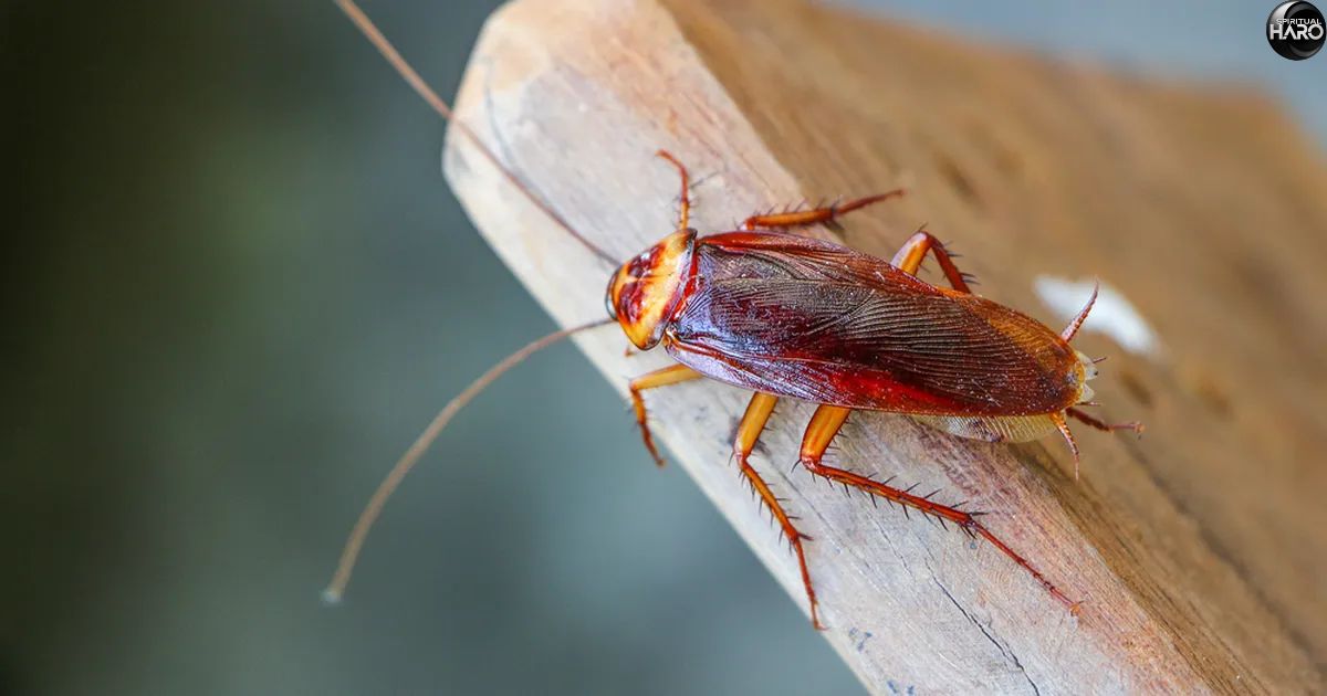 Spiritual Meaning of Cockroaches