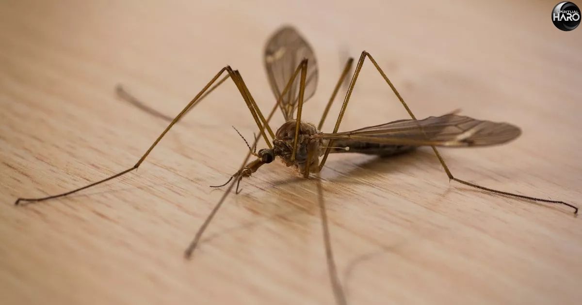 10 Spiritual Meaning of Daddy Long Legs