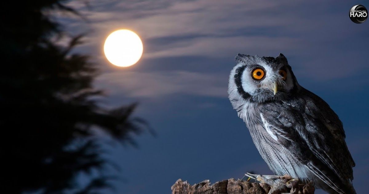 10 Spiritual Meanings of Owl Hooting at Night