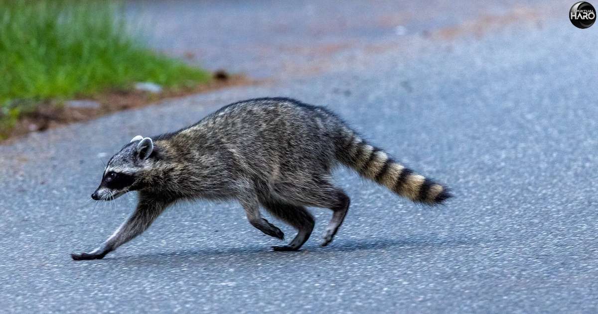 Spiritual Meaning of a Raccoon in Your Path