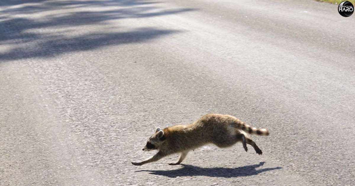 Raccoon in Your Path