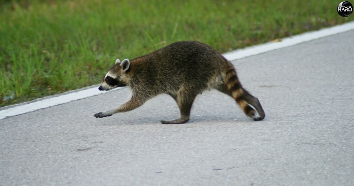 Raccoon in Your Path