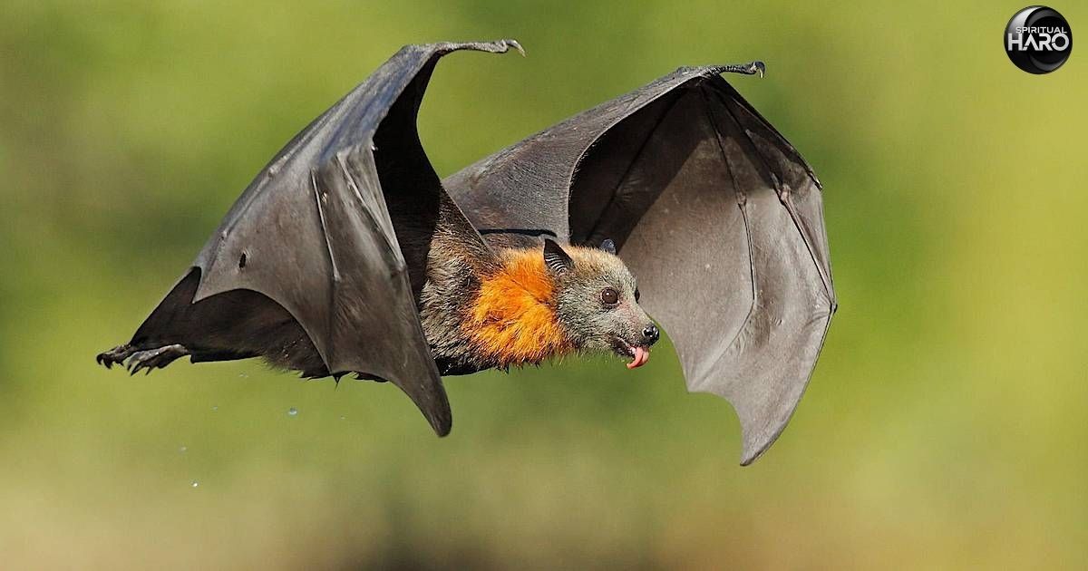 12 Spiritual Meaning of Seeing a Bat During the Day