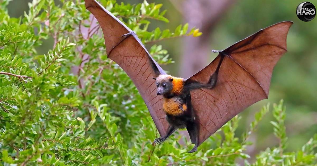 12 Spiritual Meaning of Seeing a Bat During the Day