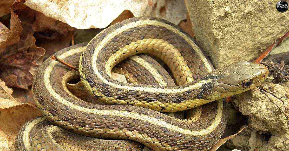 Garter Snake Spiritual Meaning