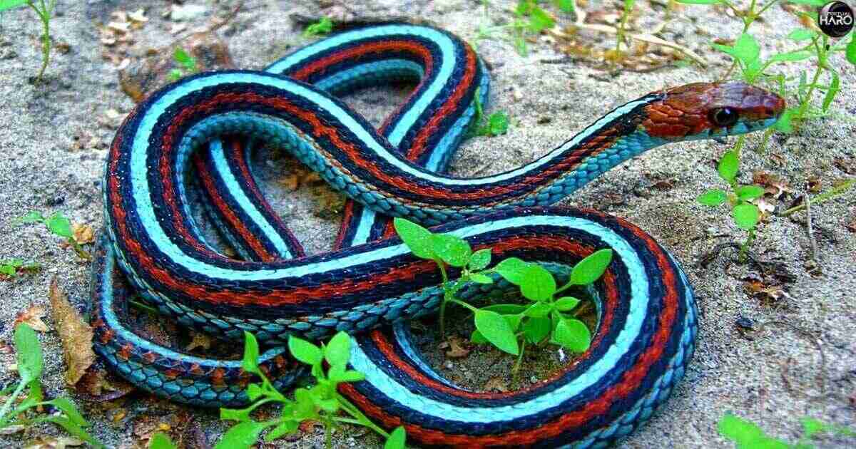 Red Garter Snake Spiritual Meaning