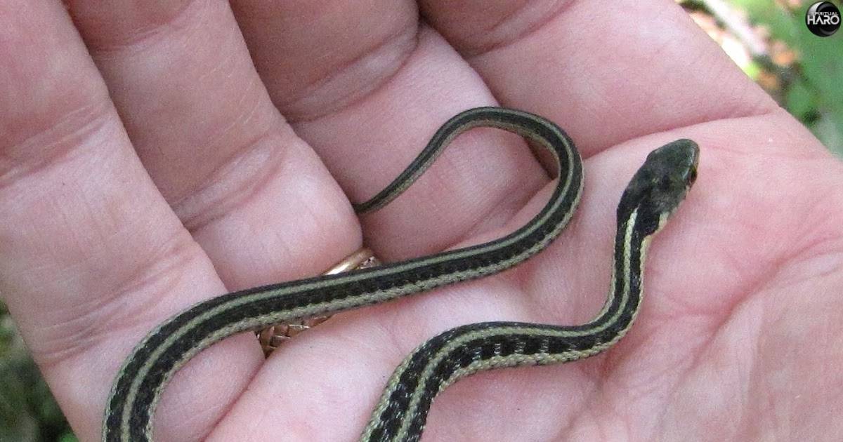 Garter Snake Spiritual Meaning