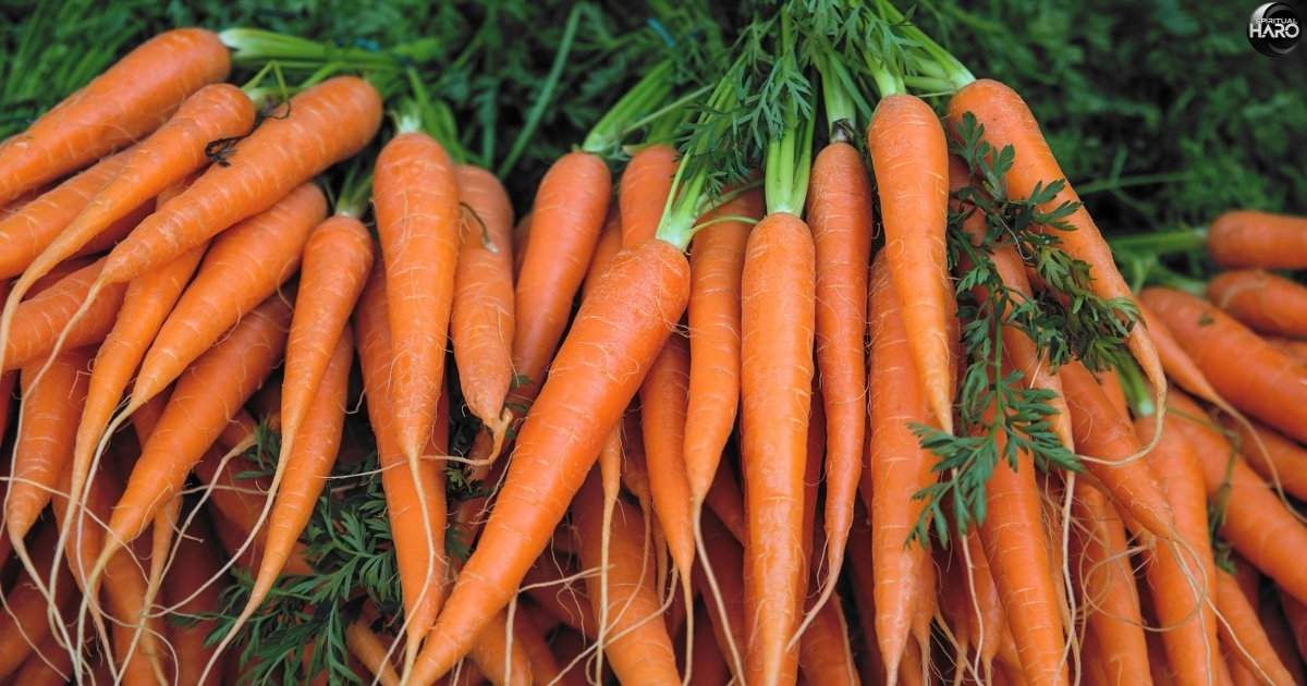 Spiritual Meaning of Carrots