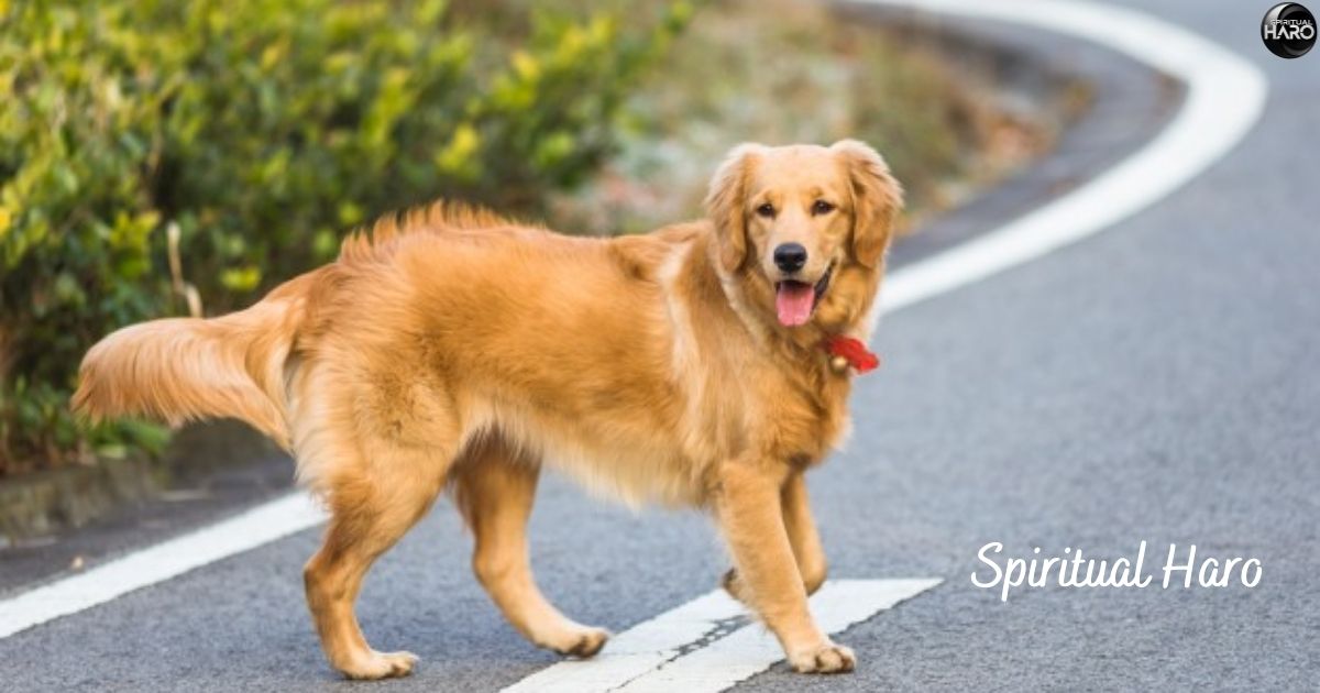 Spiritual Meaning of a Dog Crossing Your Path