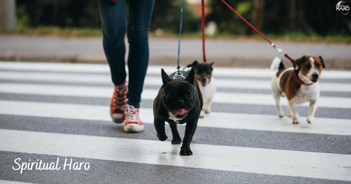 Dog Crossing Your Path