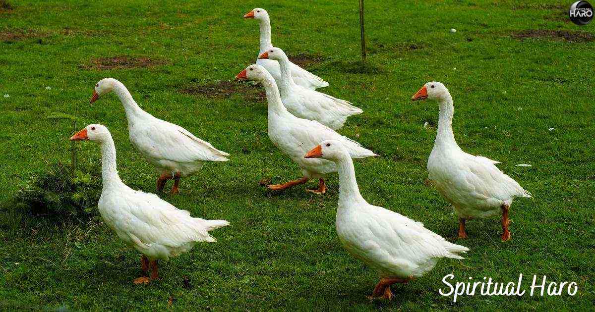 Spiritual Meaning of Geese