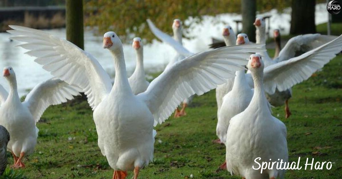 Spiritual Meaning of Geese