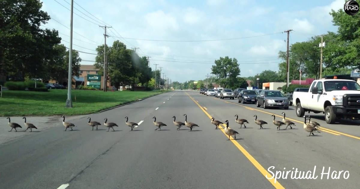 Geese Crossing Your Path