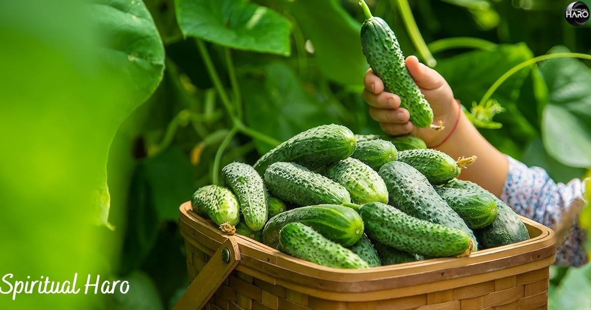 Smelling Cucumbers From A Psychological Perspective