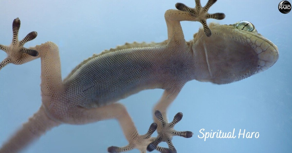 Spiritual Meaning of a Gecko