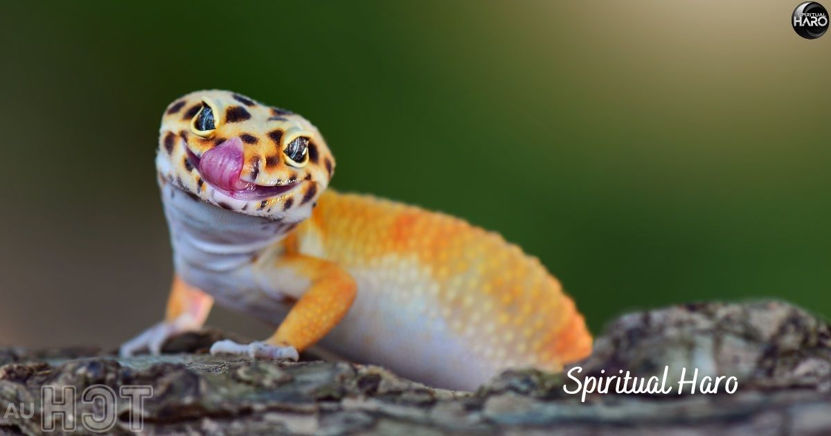 Spiritual Meaning of a Gecko Lizard