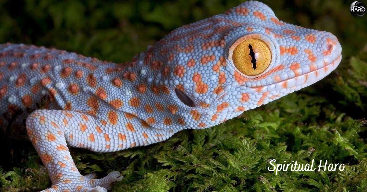 Spiritual Meaning of a Gecko