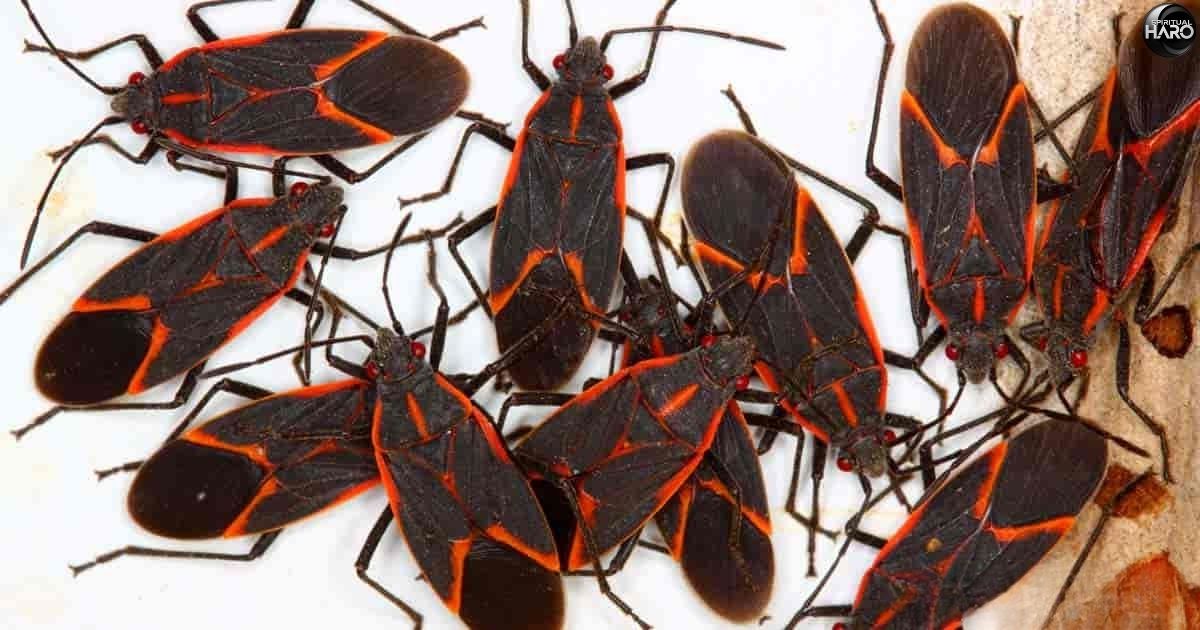 Boxelder Bugs Spiritual Meaning