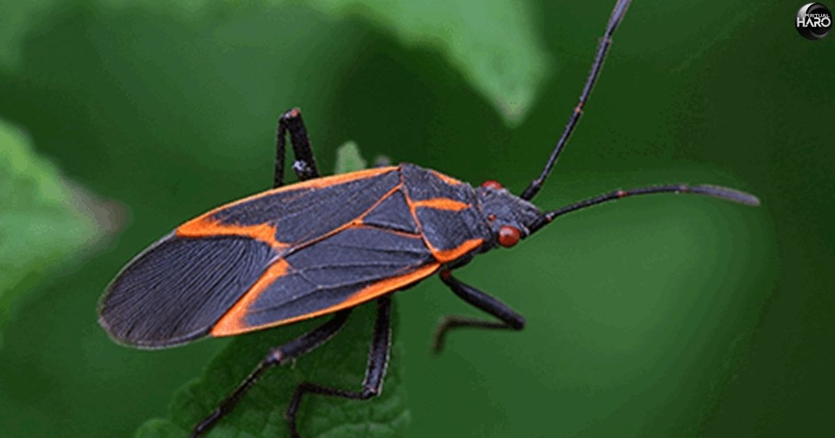 Boxelder Bugs Spiritual Meaning