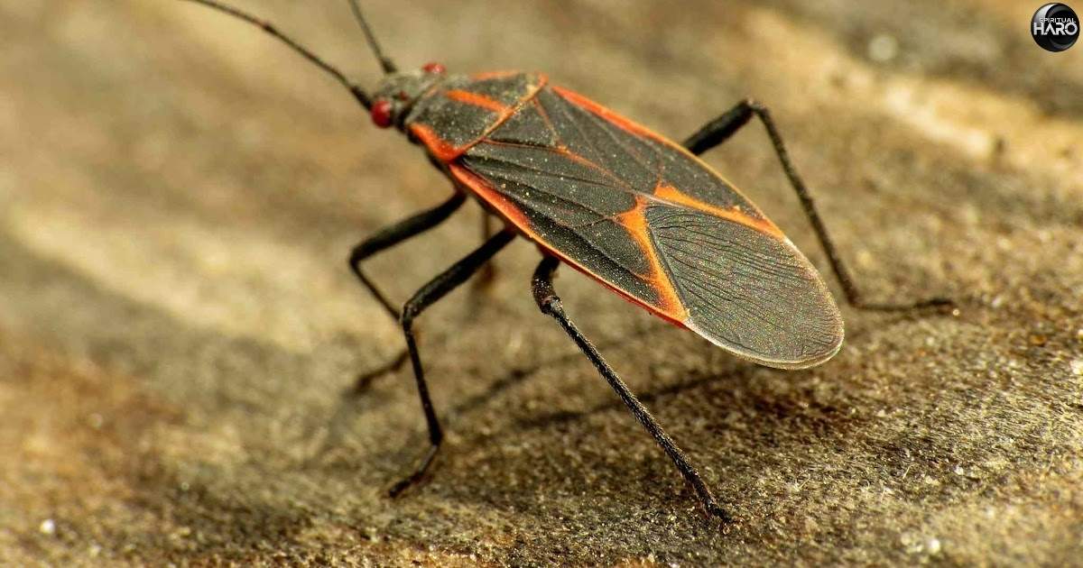 Boxelder Bugs Spiritual Meaning