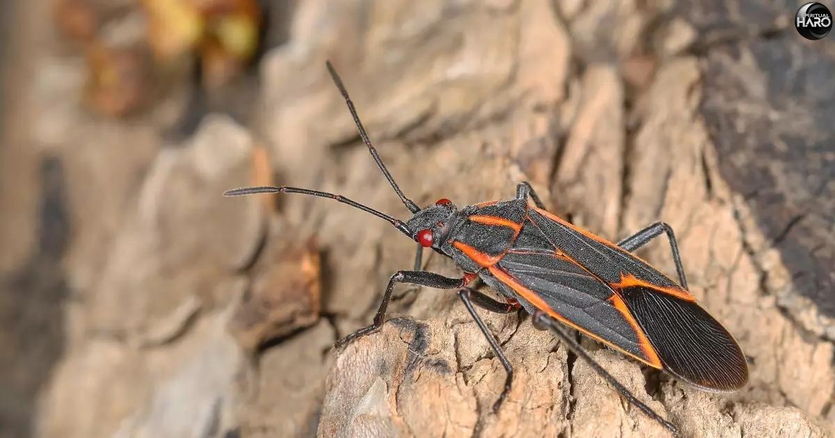 Boxelder Bugs Spiritual Meaning