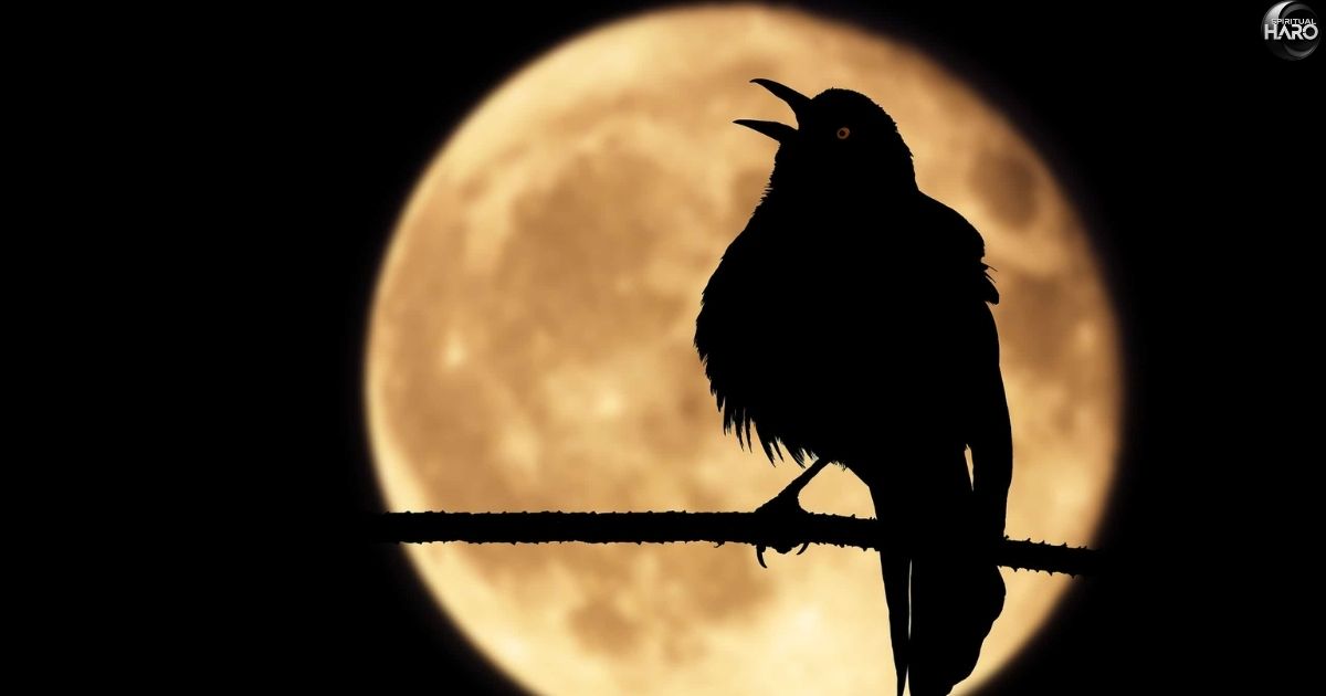 Birds Chirping at Night Spiritual Meaning