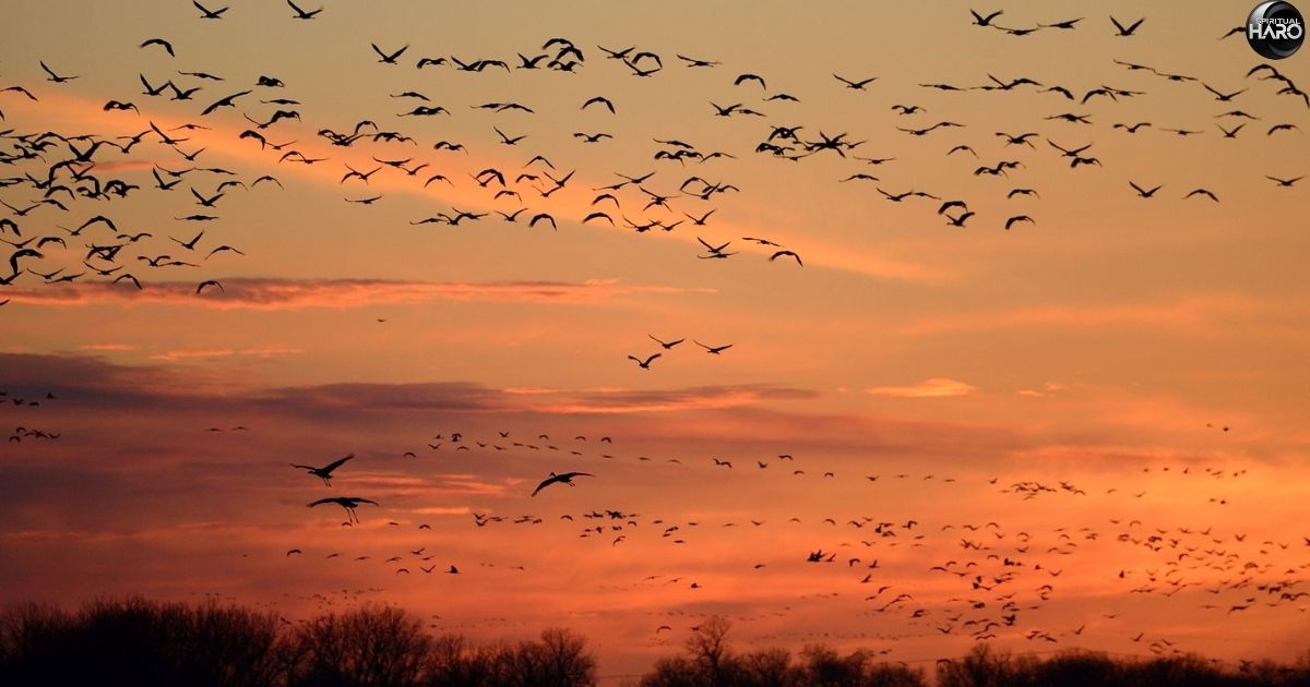 Birds Chirping at Night Spiritual Meaning