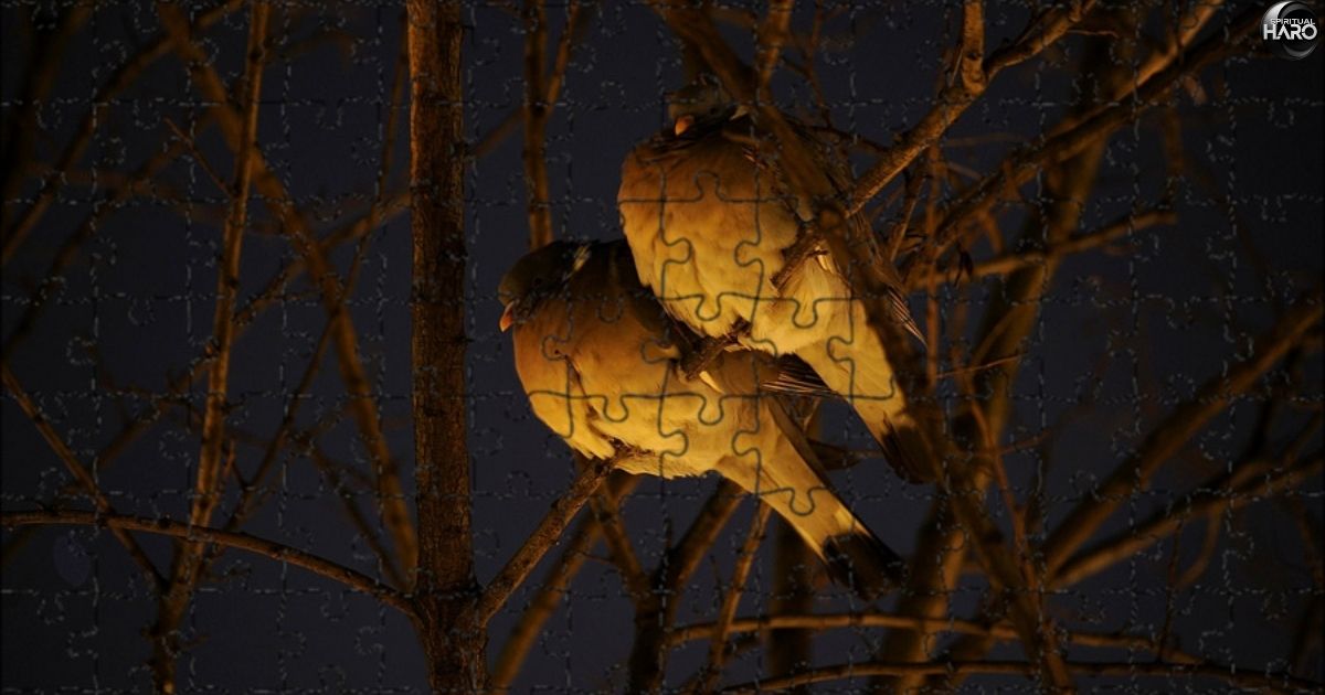 Birds Chirping at Night Spiritual Meaning