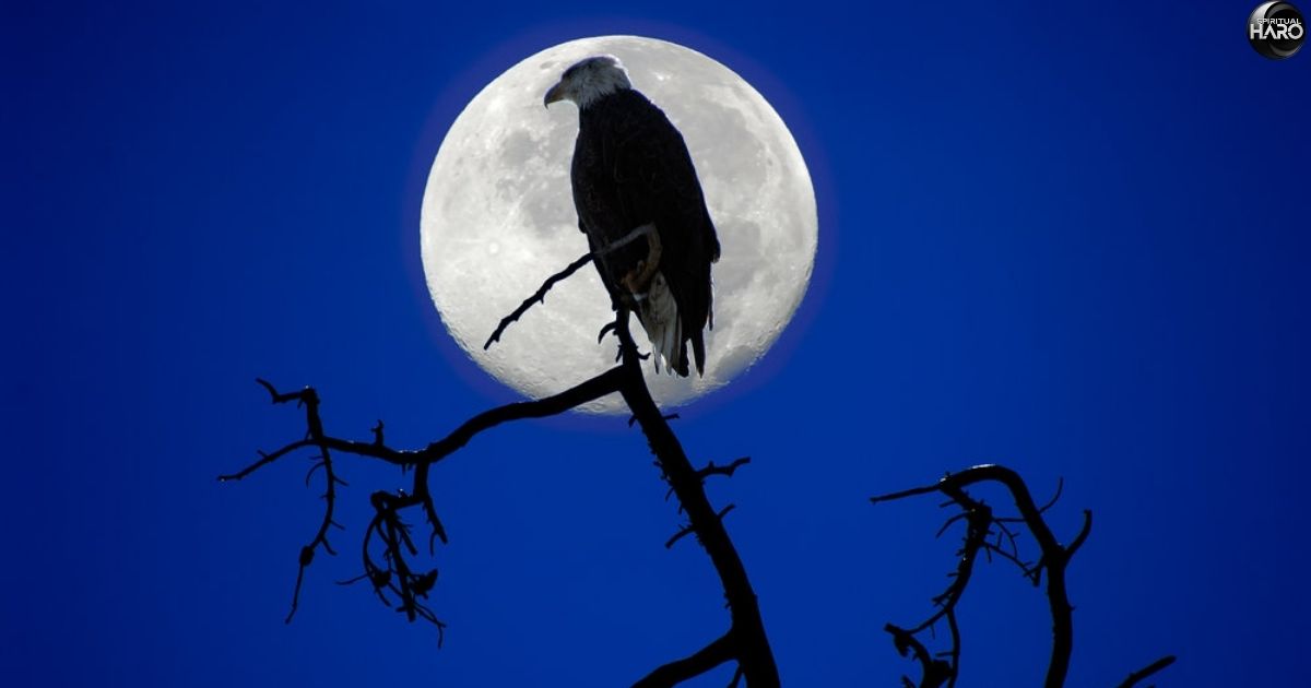 Birds Chirping at Night Spiritual Meaning