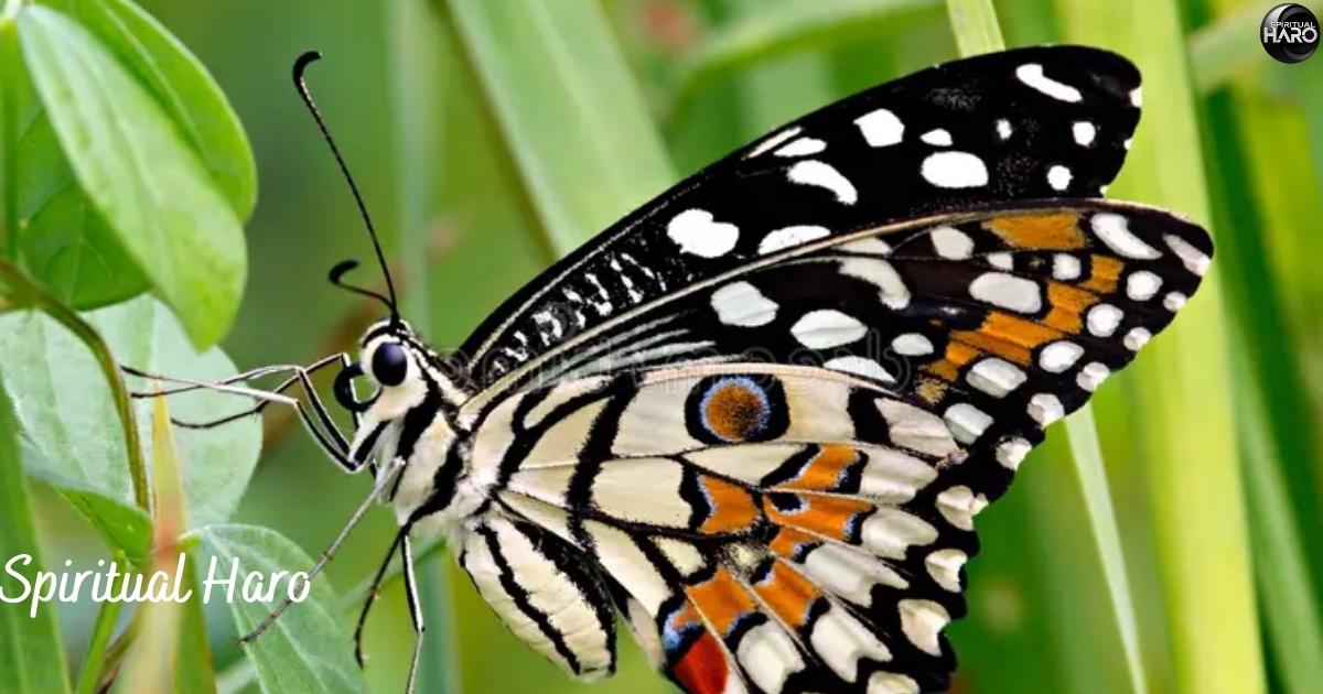 Symbolism of Color in Black and White Butterflies