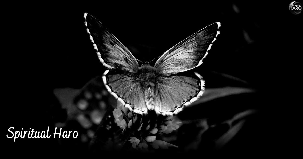 Black and White Butterfly Energy