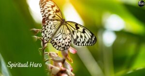 Black and White Butterfly Spiritual Meaning