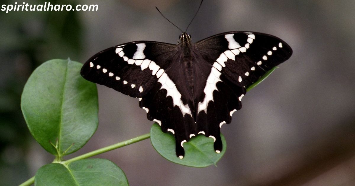 Black Butterfly Spiritual Meaning