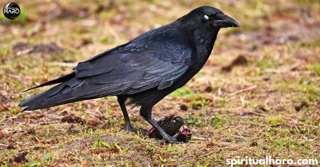 Crows as Symbols of Change and Transformation