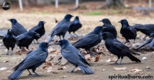 Crows Gathering in Large Numbers