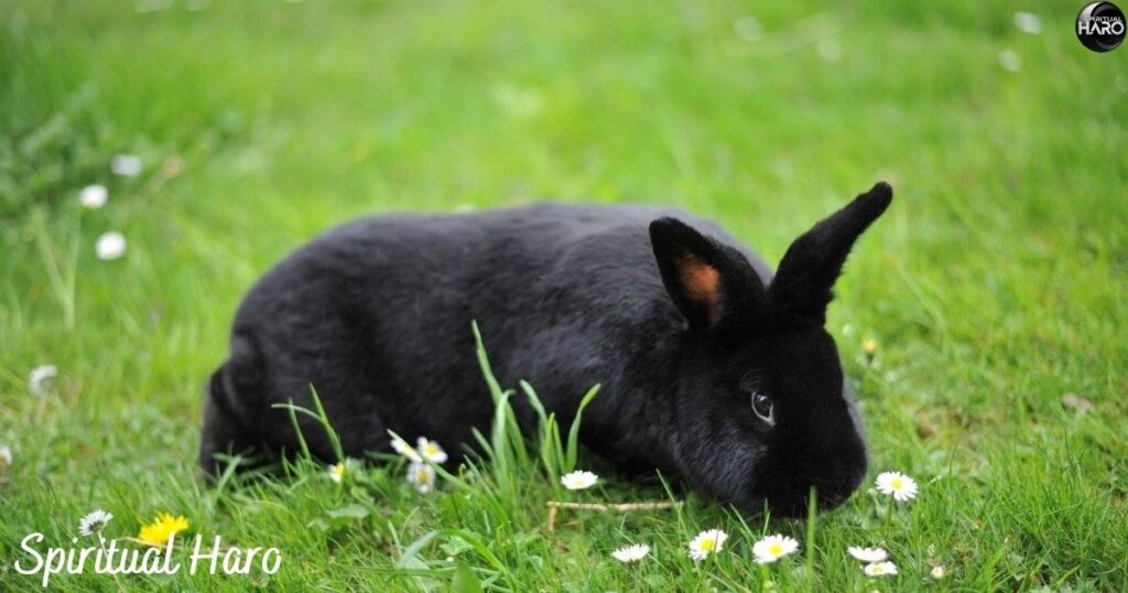 Encounters with Black Rabbits