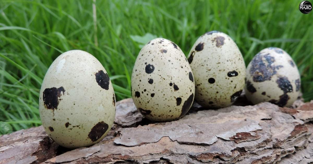 Finding a Broken Bird Egg Spiritual Meaning 