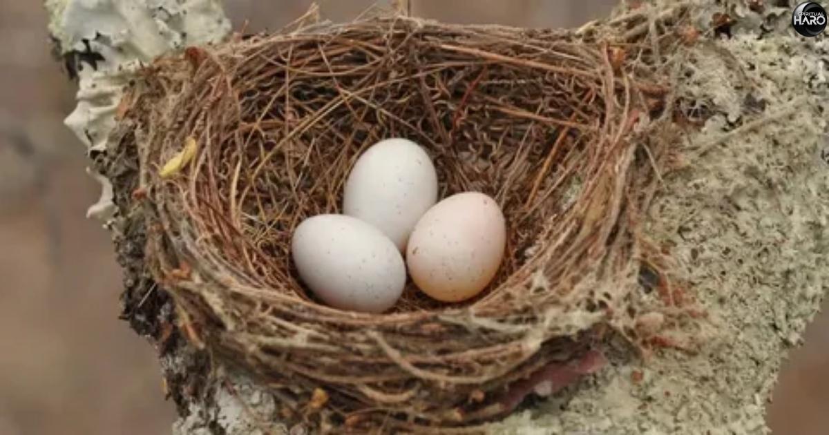 Meaning of Finding Broken Bird Egg in the Bible