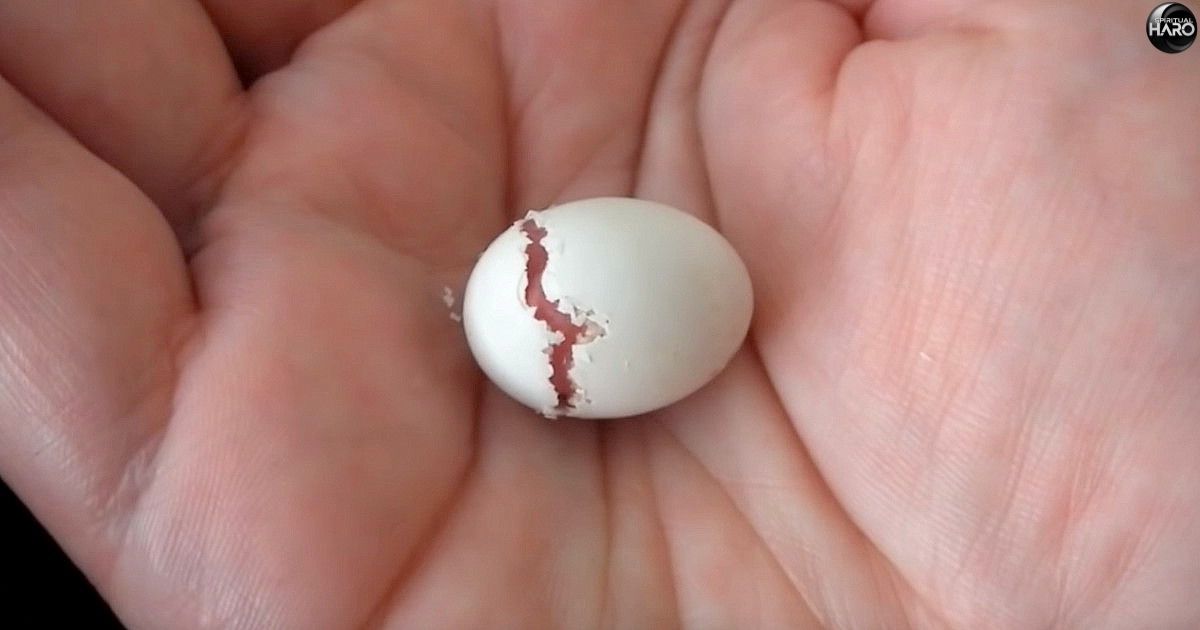 Finding a Broken Bird Egg