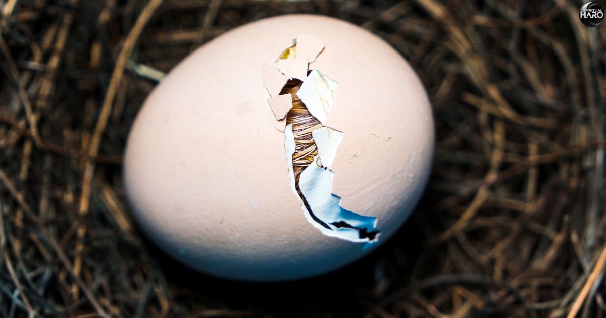 Finding a Broken Bird Egg