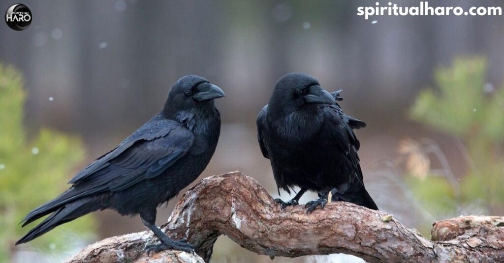 How to Connect with Crows Spiritually